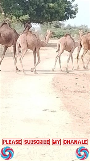 Highly Recommended):“A Silent Desert March 🐪 | Camels & Babies Walking as One Family #shorts