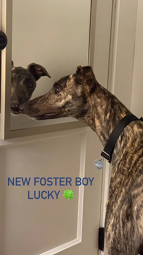Making new friends already! 🤭 #greyhound #greyhoundadoption #fosterdog | Music City Greyhound Adoption