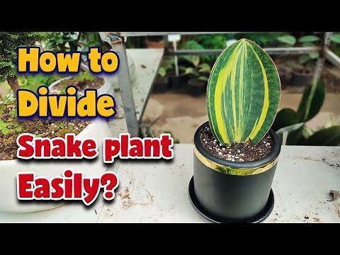 Propagate Your Snake Plant by Division | No Cutting Needed!