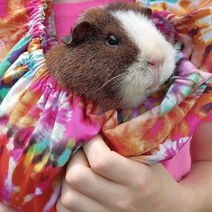 Fleece Pet Cuddle Scarf: Hands-free Bonding Sling for Small Animals - Etsy