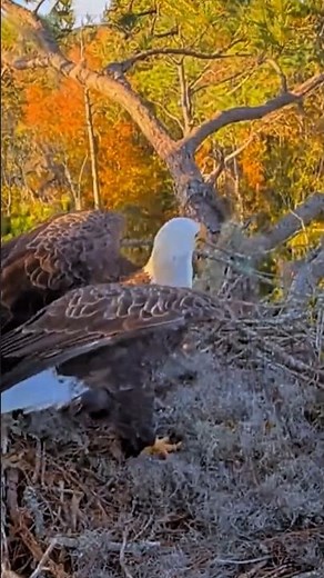 Bald eagles bring back large tree branches to build their nests. #birds #nest #eagle