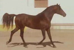 Coudelaria de Alter Real