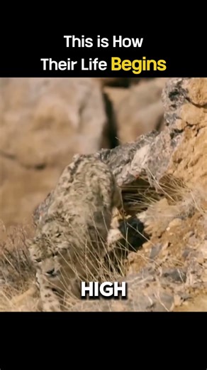 Nature’s Riskiest First Flight: Goose Chicks Jump