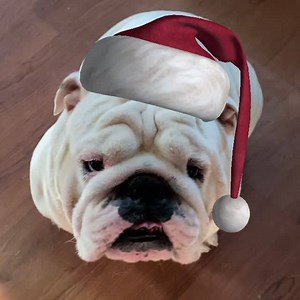 15K views · 2.2K reactions | The Bug Man has a special Christmas edition of the daily report. Though he still takes time to laugh at the Weed because she’s upset tonight! Oh Augie & Gigi... | Augie Doggy’s Place | Facebook