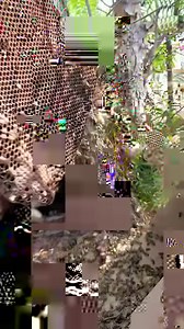 480K views · 8.6K reactions | Spicy bees and horses DO NOT MIX 掠 This hive was situated in a horse corral and our clients asked us if we could safely relocate the bees and save the tree! Tree  rescues are always tricky because it's difficult to tell which direction the hive goes inside the tree. #bee #rescue #savethebees #bugs #insects #animals #nature #wildlife #trees #queenbee | Mr. Mrs. Bee Rescue | Facebook