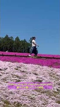 💗 🍃✨ 🎀羊山公園の芝桜見頃状況と絶景の丘を歩/Walking through Pink Paradise: Shibazakura in Chichibu/【秩父】羊山公園芝櫻｜絕美之丘散策