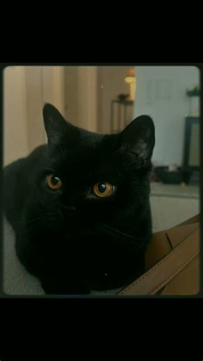 ❤#trend #aesthetic #gachaclub #gacha #gachalife #gachalife #art #recommended #edit #elbruso #memes