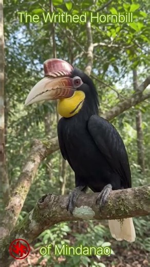 (30.) Writhed Hornbill - “Kalaw or Dulungan” (Rhabdotorrhinus leucocephalus)