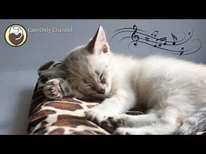Cat Sleep Music - Calming Music to Relax and Lull Your Cat to Sleep