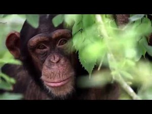 Living the Chimp Life