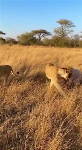 Stealth Class 101: Intimate Guidance from a Lion Teacher