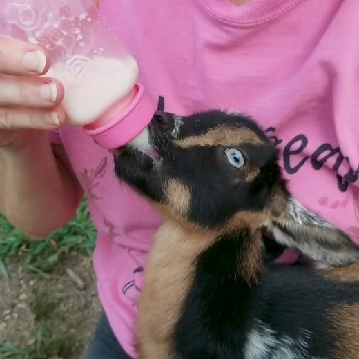 10K views · 140 reactions | Why are baby goats so cute? | Cotton Bean Farms | Facebook
