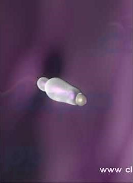 Human fertilization - Animated video