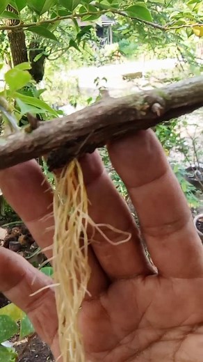 1.7K views · 74 reactions | propagating bougainvillea plants using water media #bonsai #plants #fblifestyle #decorativeplsnts #bugenvilinport | Entis Sutisna | Facebook
