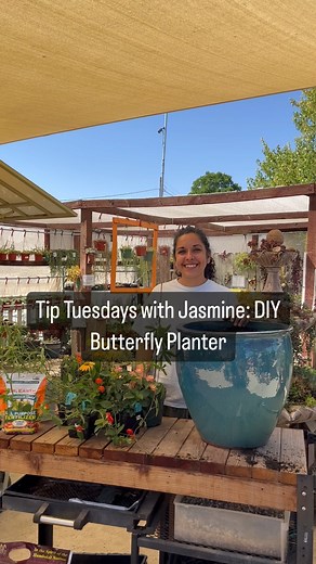 It’s #TipTuesday… Butterfly Fest edition! 🦋 Butterfly Fest is this weekend, so we thought we’d teach you how to plant a beautiful container butterfly garden with some of our favorite pollinator-loving perennials! It’s a very simple project and all perennials will be 10% off this weekend to help you get started. We hope to see you there! . . We’re open 10-5 daily. 🌿 . . #secretgarden916 #butterflyfest2023 #pollinatorgarden #pollinators🐝 #butterfly #butterflies #butterflygarden #gulffritillary 