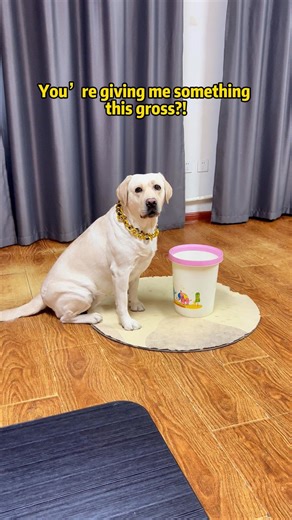 Tangyuan Labrador on Instagram: "Doggo: Even dogs won’t eat this — and you’re giving it to me?!#petslife #petparents #mansbestfriend #foryoupate #dogsofinstagram #dogstagram #doglife #Labrado #doglover #dog #pets #funnyvideo"