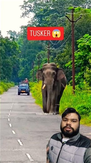 Jim Corbett safari ke raste mein dikha Ek Daat ka "Gajraj" 🐘🚨#shorts #jimcorbett #wildlife