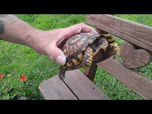 Eastern Box Turtle