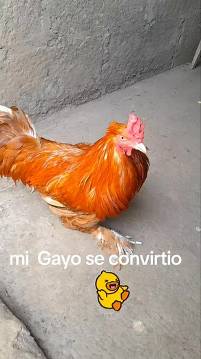 Jimmy Antonio Marquez on Reels