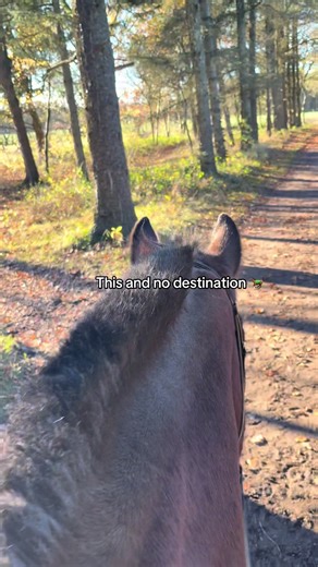 #shire #drafthorse #fyp #foryou #fall | Draft Horse