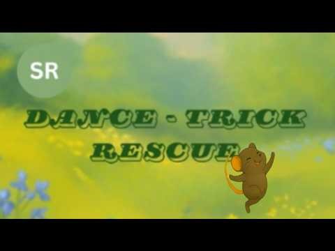 star/dance trick rescue/story/star/fairy tales/dream/career/book/educational/entertainment/cat