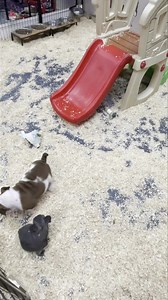 2.1K views · 60 reactions | We’re back with new babies  | Carsons Critters | Facebook