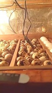 Incubación de huevos de codornices en incubadora casera. Nosotros los incubamos a 37'8 grados y una humedad del 60%. #incubacion #incubadora #codorniz #codornices #codorna | Antonio incubadoras