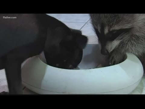 This baby raccoon, puppy are best friends!