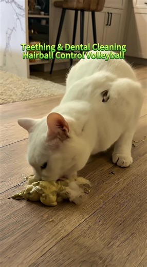 Ultimate Guide to Cat Grass: Benefits and Care Tips