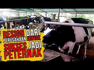 Peternakan Sapi Perah Modern! Wisata Edukasi di Lassy Dairy Farm.