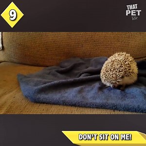 1.8M views · 4.4K shares | Apparently you don't need a waggy tail to be an incredible pet. We all want our pets (exotic or otherwise) to be healthy. Make sure your pet is getting the best care by getting his/her heartworm medicine from Chewy.com: https://prf.hn/click/camref:1101l7sQp/creativeref:1011l28406 | Animal Tales | Facebook