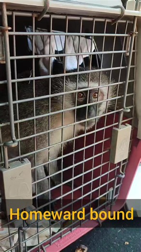 🌿🌿ANGEL'S RELEASE🌿🌿 It’s been a long journey with Angel, one filled with frustration, desperation, love, heartbreak, relief, and finally… joy. After weeks of care, we took her back to her territory for release. Because several troops cross over in this area, we had to be absolutely certain we had the right one. As her possible troop members approached the travel box, their relaxed behaviour, gentle foraging nearby, and the positive interactions from familiar faces helped us confirm we were i