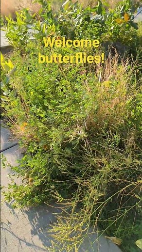 Monarch butterflies love milkweed, hope they're attracted! #pollinators #monarchbutterfly #moths