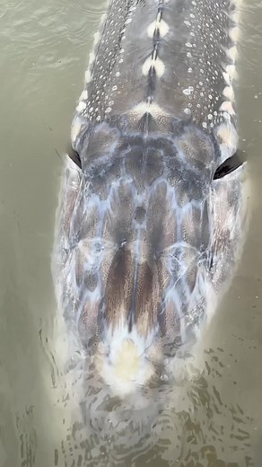 Check out the amazing patterns and colors on this fish🐟 #fish #fishing #sturgeon #bucketlist #fyp #saturday #fishvideos