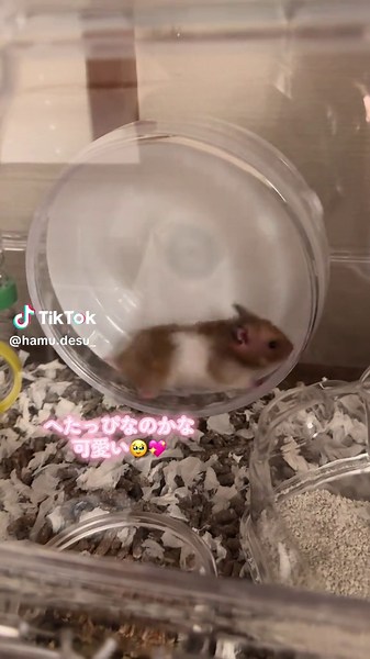ゴールデンのハムスターお迎えしました🐹🥕‪‪❤︎‬ ハムスター飼うの初めてなので、 色々教えてください ᐡᴗ͈ ̫ ᴗ͈ᐡ‪‪✨️ #ハムスター #ハムスターのいる生活 #ゴールデンハムスター