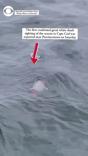 128K views · 373 reactions | The first confirmed great white shark sighting of the season in Cape Cod was reported near Provincetown, where passengers on a vessel witnessed the estimated 12-foot-long shark feast on a juvenile gray seal. | CBS News | Facebook