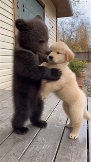 35K views · 2.6K reactions | The Adorable Bear & Puppy Best Friends Forever  #animals #pets #bears #puppy #doglover #petsofinstagram #fbreels | Animals & Pets | Facebook
