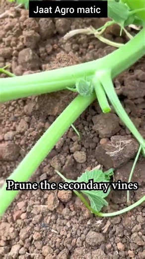 Pumpkin Yield Kaise Badhaye? 🎃 | High Production Farming Techniques | Kaddu Ki Scientific Kheti