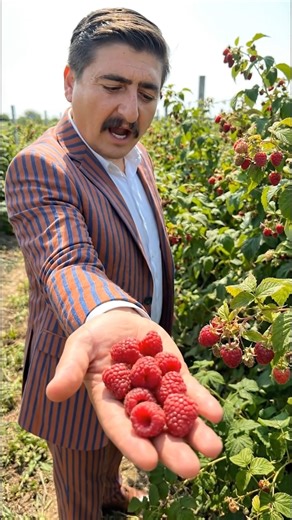 HAKA World Plants on Instagram: "I'VE NEVER SEEN ANYTHING MORE DELICIOUS - RASPBERRY - RUBUS IDAEUS #rubusidaeus #raspberry #redraspbrery #plants #flowers #nature #plantlover #naturelovers"