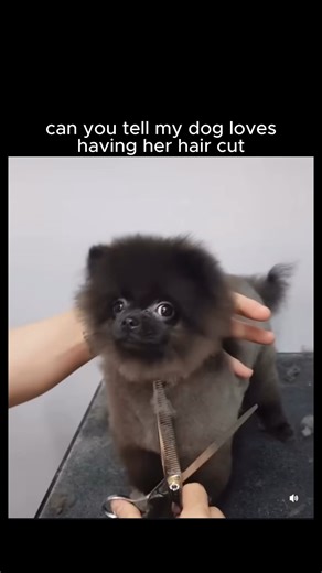 Nice Dog on Instagram: "This little Pomeranian absolutely loves to get her hair cut, can you tell..? The Pomeranian is a breed of dog of the Spitz type that is named for the Pomerania region in north-west Poland and north-east Germany in Central Europe. Classed as a toy dog breed because of its small size, the Pomeranian is descended from larger Spitz-type dogs, specifically the German Spitz. cute.animals.1337 #reels #viral #viralreels #viralvideos #foryou #fyp"
