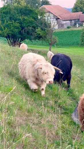 🐮 Welcome to the amazing world of Scottish Highland Cows!