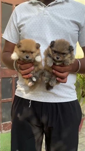 real toy pom #pomeranian Delhi Pet Shop Delhi toy pom culture pom