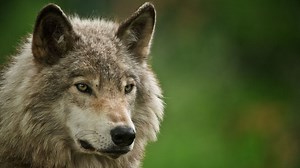 Certains animaux aideraient à contenir le réchauffement climatique - RTBF Actus