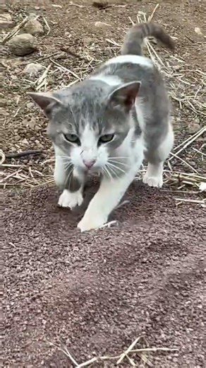 El gato 🐱 curioso . #cat