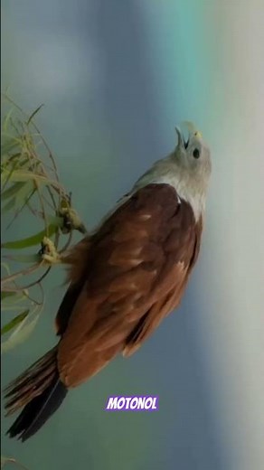 Nikon D500 Bird photography