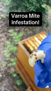 VARROA MITE TAKEOVER With beekeeping, it’s not if you’re hive has mites it’s if they have too many and this hive most definitely has too many. Right now with honeybee populations dropping due to shorter days and cooler weather a high mite count (over 1 mite per 100 bees) can be lethal to a hive if left unmanaged. Here we are showing some of our methods of determining if we have a mite count. While it’s always nice to a get a mite count with a mite test/check using some kind of wash, there are fe