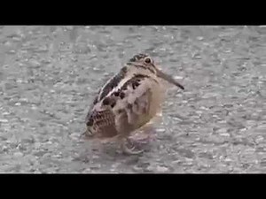 Dancing Bird 30 Minutes Loop