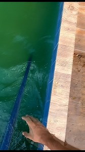 1.2M views · 10K reactions | Mira cómo se trata el agua verde de una piscina que no tiene equipos! Sorprendente! Realiza consultas mediante la Calculadora para Piscinas en Android: https://play.google.com/store/apps/details?id=com.israel.montero.fernando.calculadorapiscinas Enlace a la Calculadora para Piscinas en IOS (también puedes consultar): https://apps.apple.com/bo/app/calculadora-para-piscinas/id1591745680 | Maneja tu Piscina | Facebook