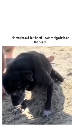 trend_ifyusa | The post showcases a 14-second video of an elderly black Labrador digging energetically in beach sand, its gray muzzle and enthusiastic... | Instagram