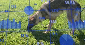Charts and graphs animation over dog sniffing grass in park
